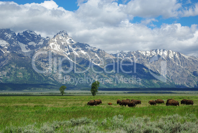 Buffalos and Grand Teton Mountains, Wyoming