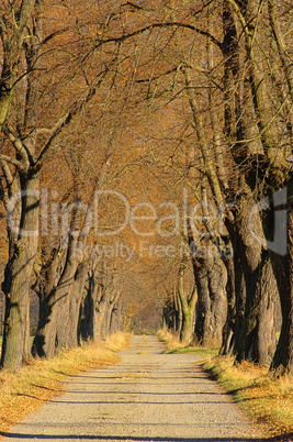 Lindenallee - lime tree avenue 05