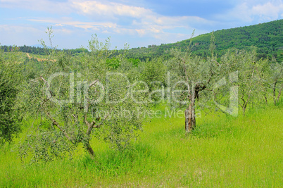 Olivenhain - olive grove 37