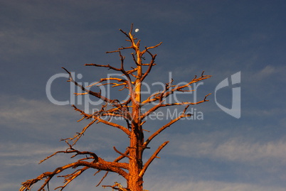 Dry tree with moon at sunset, Bryce Canyon, Utah