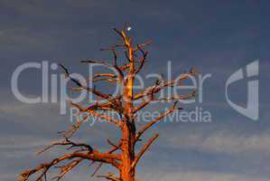 Dry tree with moon at sunset, Bryce Canyon, Utah
