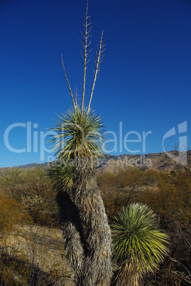 Beautiful plant and blue sky, Arizona