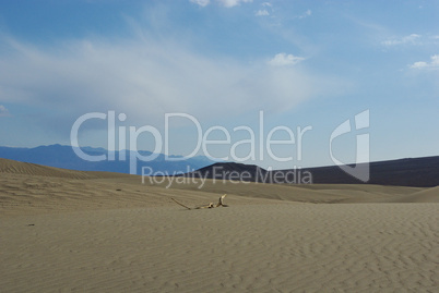 Lonely dry branch in dunes, Death Valley, California