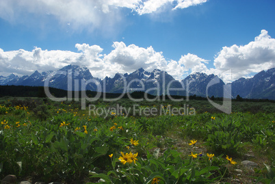 Yellow flowers, meadows and Grand Teton giants, Wyoming