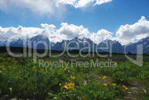 Yellow flowers, meadows and Grand Teton giants, Wyoming
