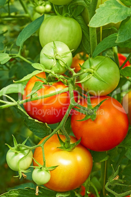 Red and green tomatoes in greenhouse