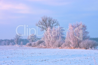 Rauhreif Baum - hoarfrost tree 05