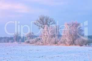 Rauhreif Baum - hoarfrost tree 05