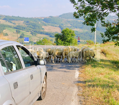 Schafherde auf Strasse - sheeps on the road 01