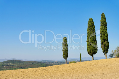 Toskana Zypressen - Tuscany cypress 04