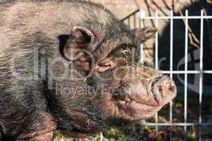 neugieriges Schwein