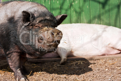 Schwein vor Stall