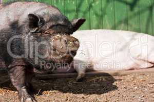 Schwein vor Stall