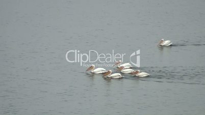 Pelikane (Pelecanidae, Pelecanus)