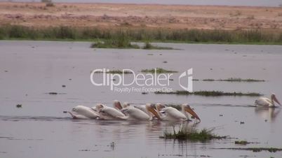 Pelikane (Pelecanidae, Pelecanus)