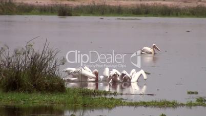 Pelikane (Pelecanidae, Pelecanus)