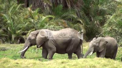 Afrikanische Elefanten (Loxodonta africana)