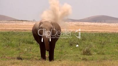 Afrikanischer  Elefant (Loxodonta africana)