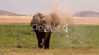 Afrikanischer  Elefant (Loxodonta africana)