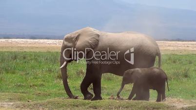 Afrikanische Elefant (Loxodonta africana)