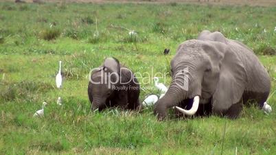 Afrikanische Elefant (Loxodonta africana)