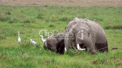 Afrikanische Elefant (Loxodonta africana)