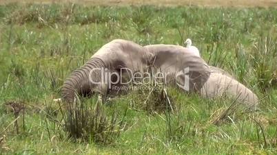 Afrikanische Elefant (Loxodonta africana)