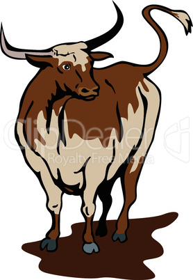 texas longhorn bull