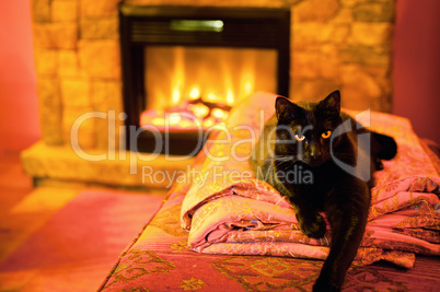 Cat by the Fire