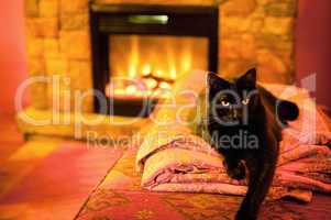 Cat by the Fire