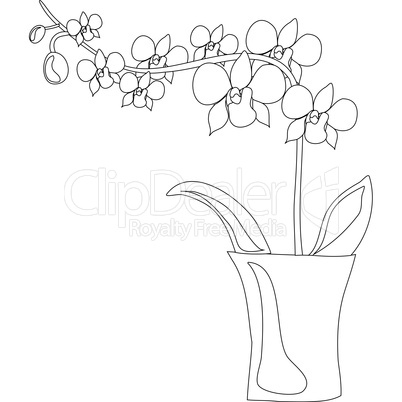 orchid outlines