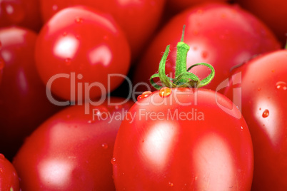 Nahaufnahme von frischen Roma Tomaten mit Wassertropfen bedeckt