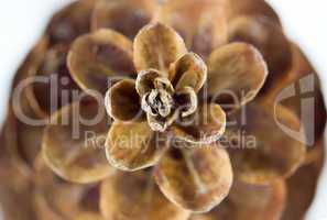 The closeup open fir cone