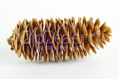The closeup open fir cone isolated on white