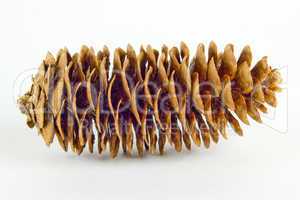 The closeup open fir cone isolated on white