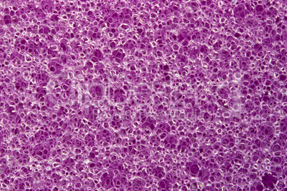 Macro purple sponge texture