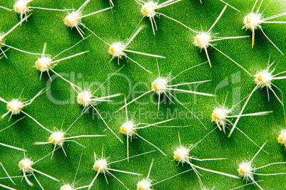 Closeup green cactus with needles pattern