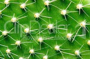 Closeup green cactus with needles pattern
