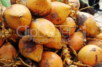 Golden coconut fruits