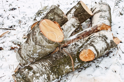 Birch logs on the snow