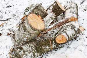 Birch logs on the snow
