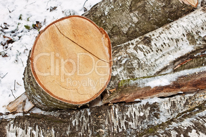 Birch logs in winter