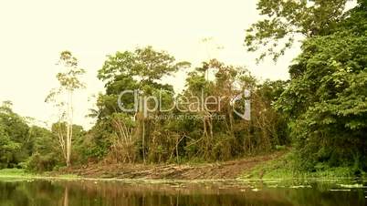 Amazonas