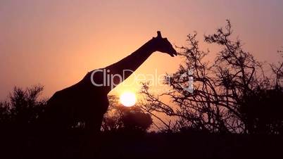 Giraffe (Giraffa camelopardalis)