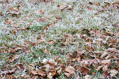 Frosty grass