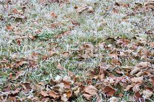 Frosty grass