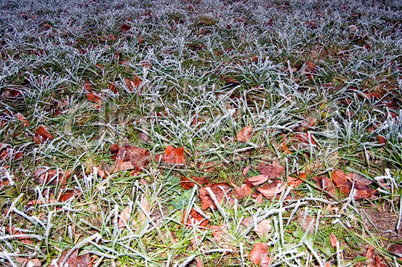 Frosty grass