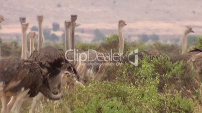 Afrikanische Strauß (Struthio camelus)