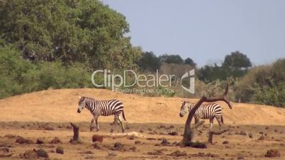 Steppenzebra (Equus quagga)