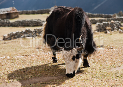 rural life in Nepal: Yak and highland village